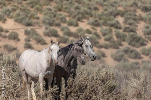 Wallpaper Mural Wild Horses in the Sand Wash Basin Colorado in Summer Torontodigital.ca