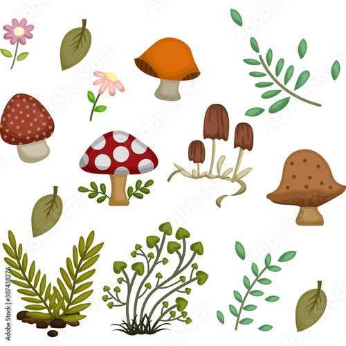 various mushrooms and leaves