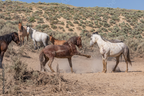 Wild Horses in the Sand Wash Basin Colorado in Summer