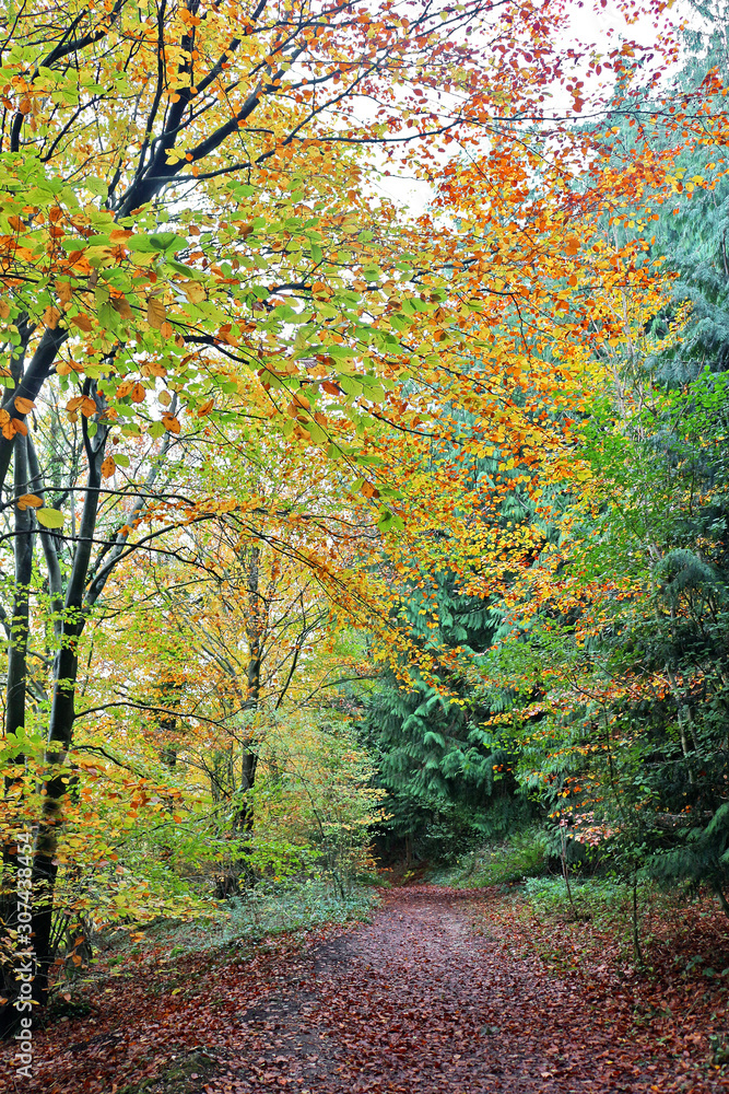 Naklejka premium Many different hues in the forest in Autumn