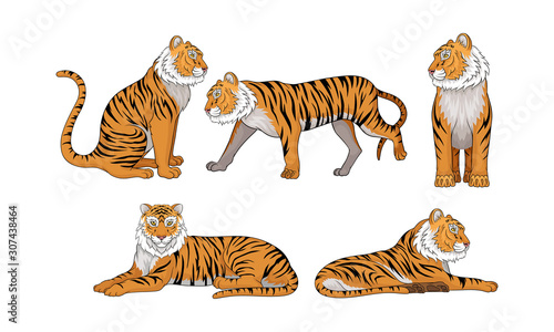 Fototapeta Naklejka Na Ścianę i Meble -  Collection of Tigers, Wild Animal in Various Poses Vector Illustration