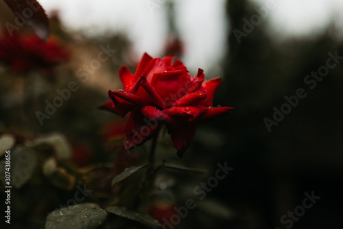 Red rose with wet petals growing on green bush in garden photo