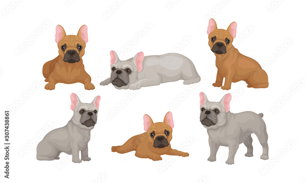 Fototapeta premium Collection of Cute Pug Dogs in Different Poses Vector Illustration