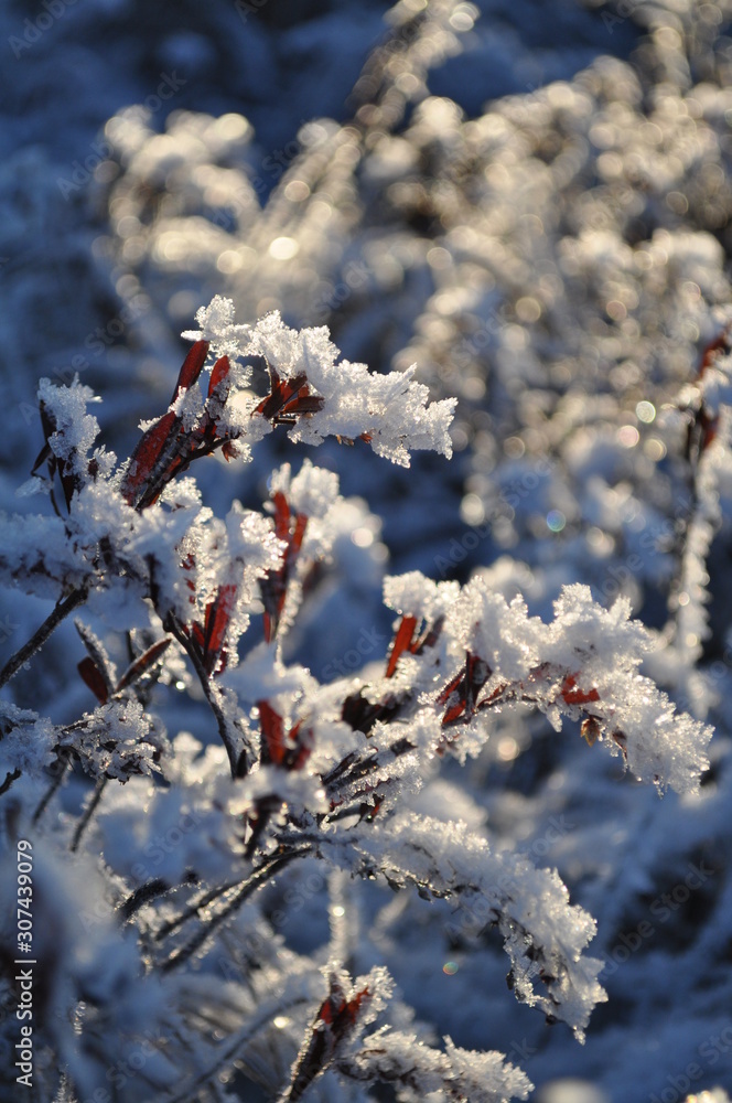 Closeup of leatherleaf with beautiful copper red leaves covered by shiny frost crystals and snow on sunny winter day 
