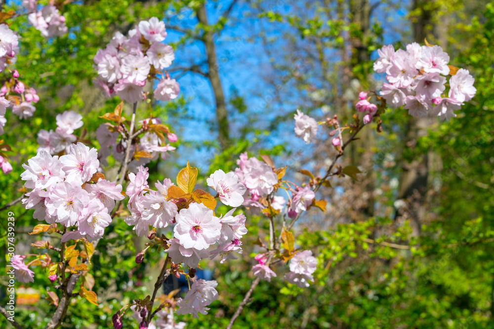 Almond flowers on a sunny day. Almond flowers on a sunny day.