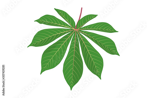 Cassava leaf isolated on white background. Green cassava leaf icon in flat style. Shape of tropical plant leaves. Tapioca. Exotic plant. Stock vector illustration. EPS 10.