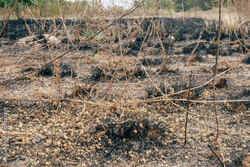 Forest surface after fire. Burned plants. Ashes and dust texture Forest surface after fire. Burned plants. Ashes and dust texture