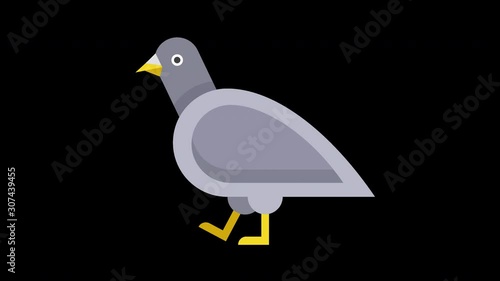 Pigeon walks. Loop animation in alpha channel. 4K resolution. 