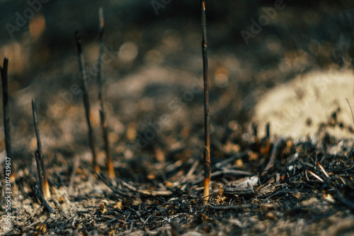 Forest surface after fire. Burned plants. Ashes and dust texture  © Alona