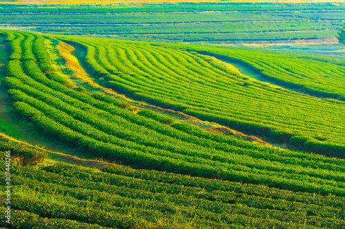 Green tea field in the morning light  organic tea plantations at chiang rai thailand