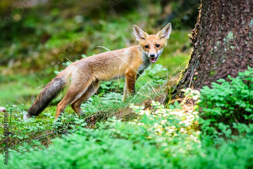 Red fox, vulpes vulpes, adult fox with young © vaclav
