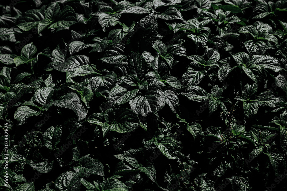 tropical leaf in dark green texture, abstract pattern nature background. vintage color tone. tropical leaf in dark green texture, abstract pattern nature background. vintage color tone.