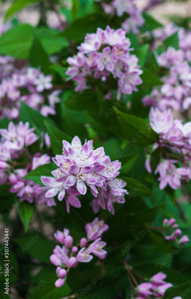 Beautiful branches of decorative pink jasmine in the summer.