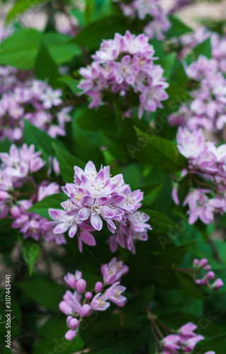 Beautiful branches of decorative pink jasmine in the summer.