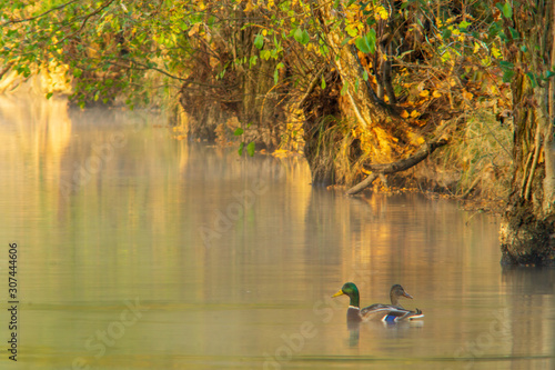 Wallpaper Mural Enten in der Morgensonne im Spreewald Torontodigital.ca