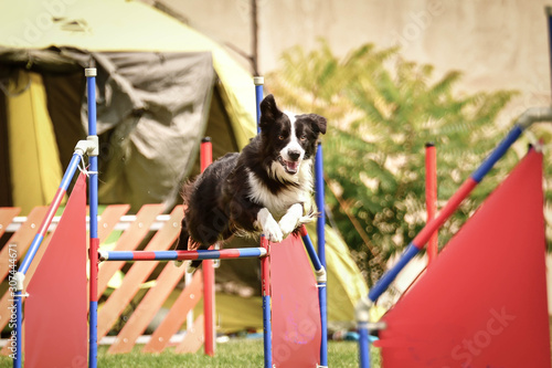 Dog black and white border collie is jumping over the hurdles. Amazing day on czech agility competition.
