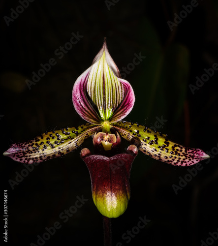 Orchid