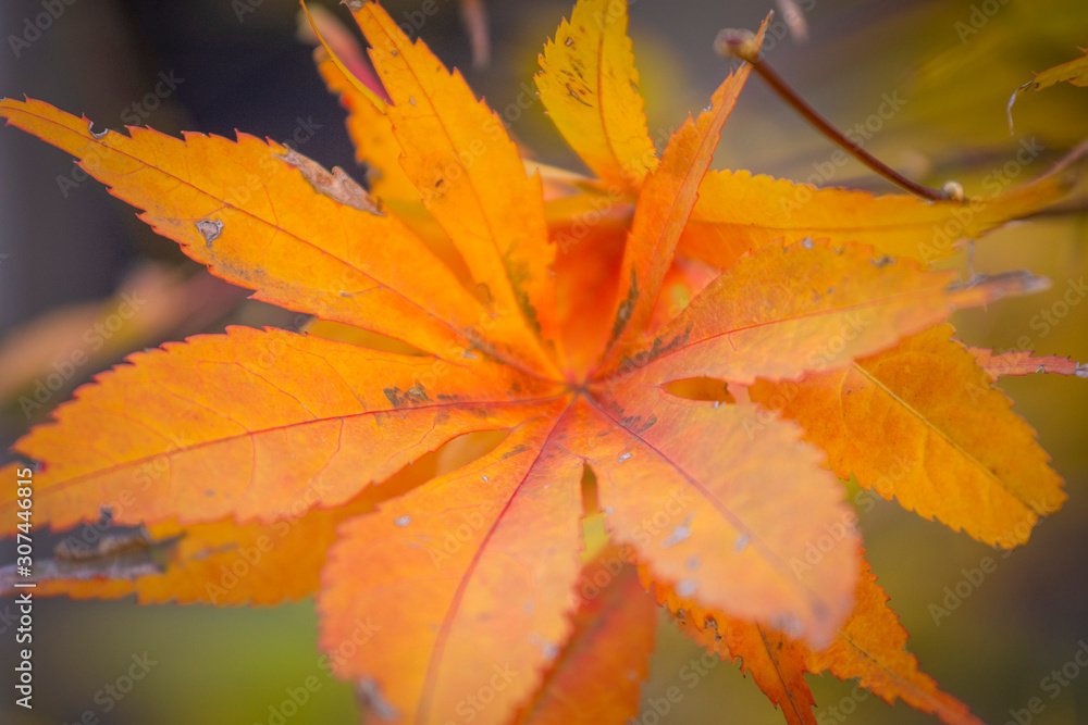 Autumn leaf closeup