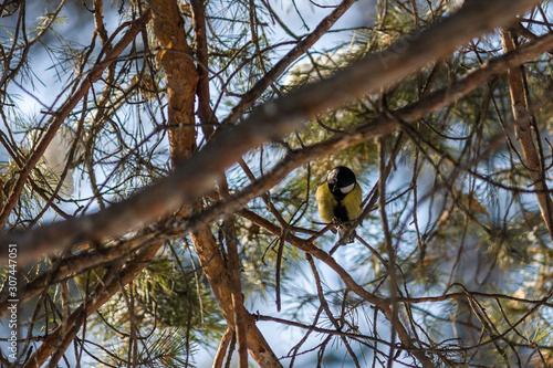 Bird Great tit, or Parus major. Sitting on a branch in spring/summer forest. Birds blue titmouse sitting in the garden among the colorful branches. Natural background.