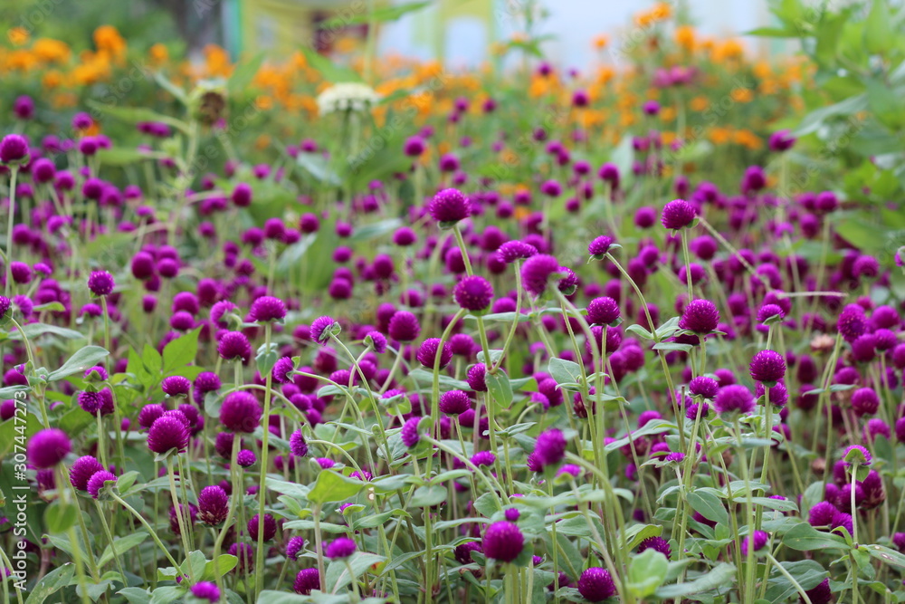 Purple flowers