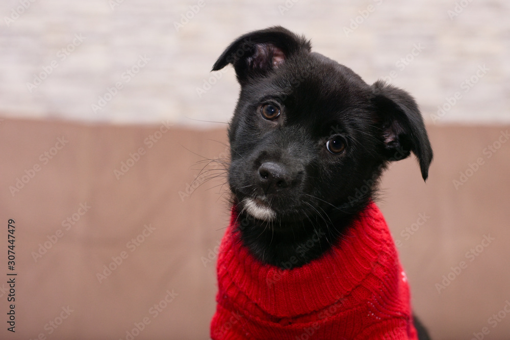 black puppy in a red sweater with a gullible look