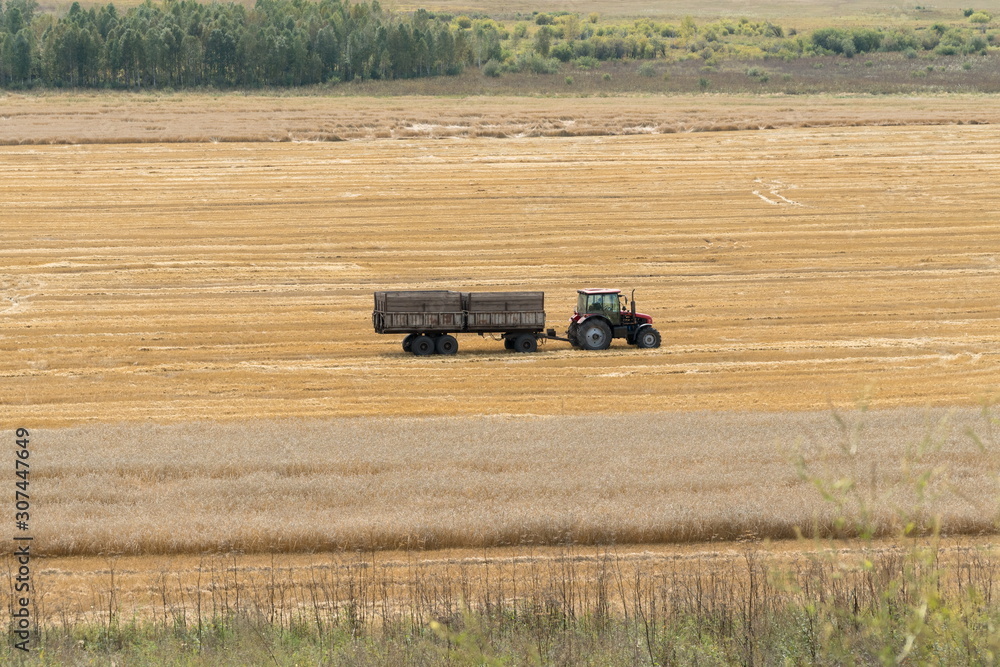 Obraz premium A tractor with a trailer rides through a grain field during harvest in the fall.