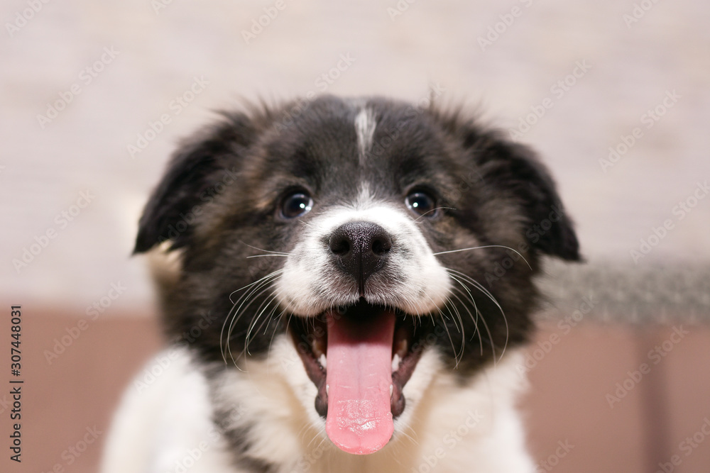 portrait of a little beautiful mischievous puppy portrait of a little beautiful mischievous puppy