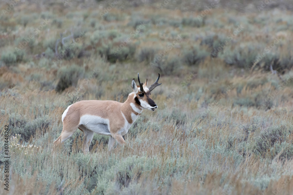 Pronghorn (Antilocapra americana) Pronghorn (Antilocapra americana)