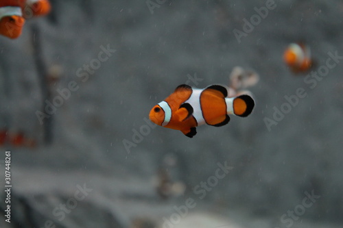 Nemo fish