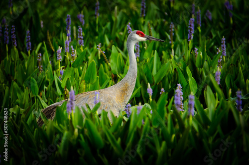 Sandhill Crane in pickerelweed