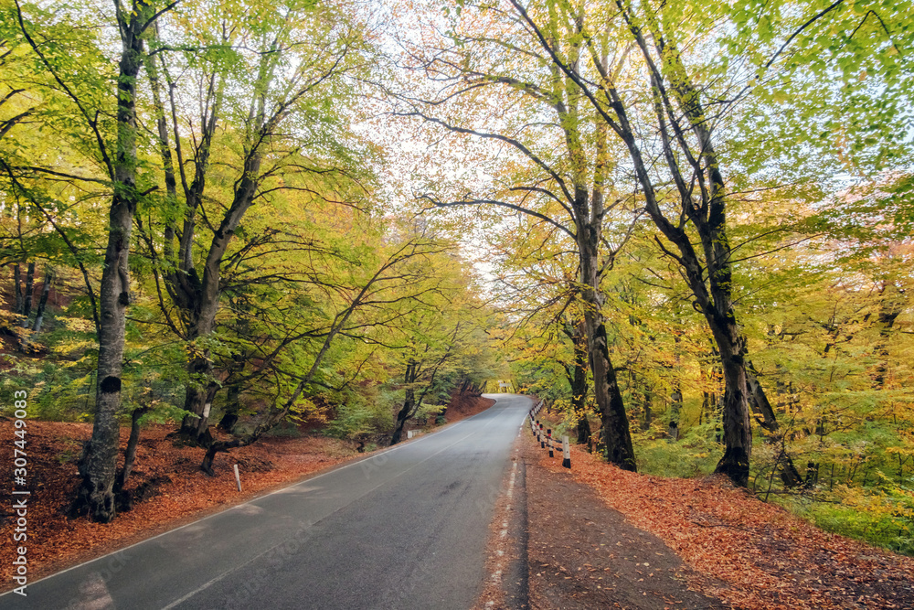 Fototapeta premium A route through the autumn forest