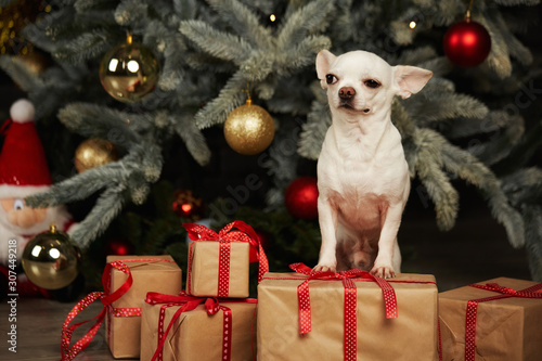 Photography christmas dog