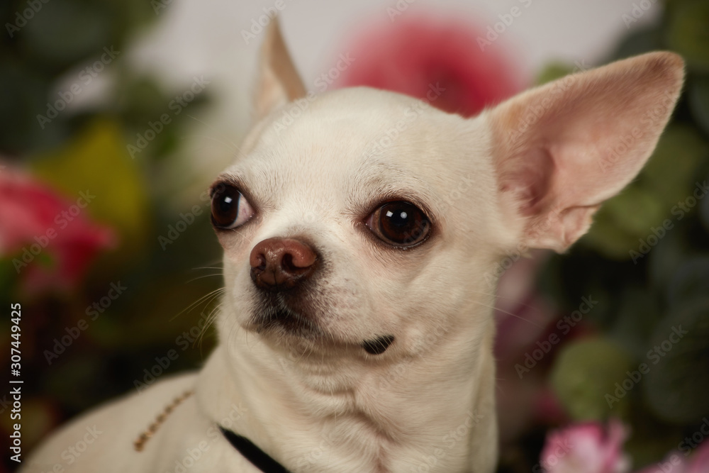 chihuahua chihuahua