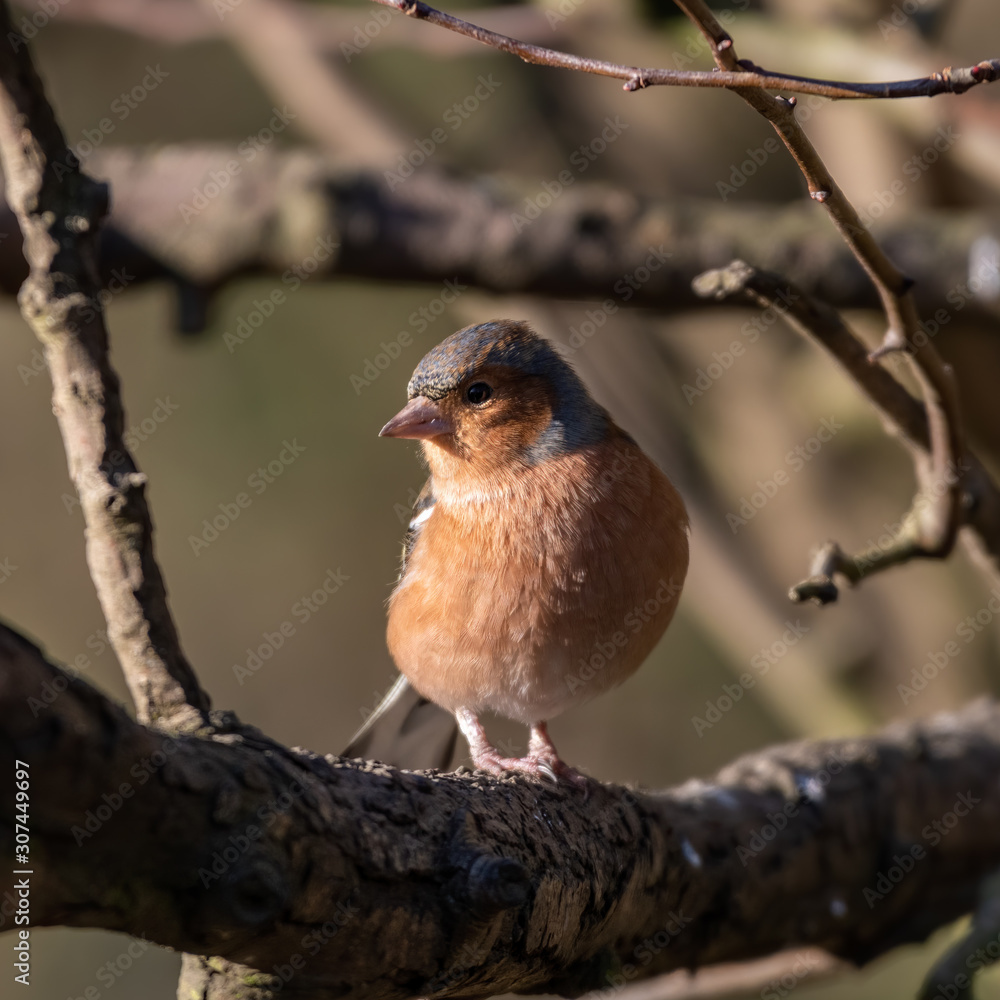 Male Chaffinch Perched in a Tree Male Chaffinch Perched in a Tree