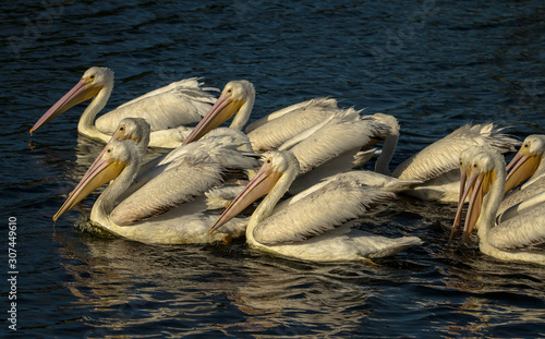 American white pelican