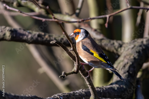 Goldfinch Perched in a Tree