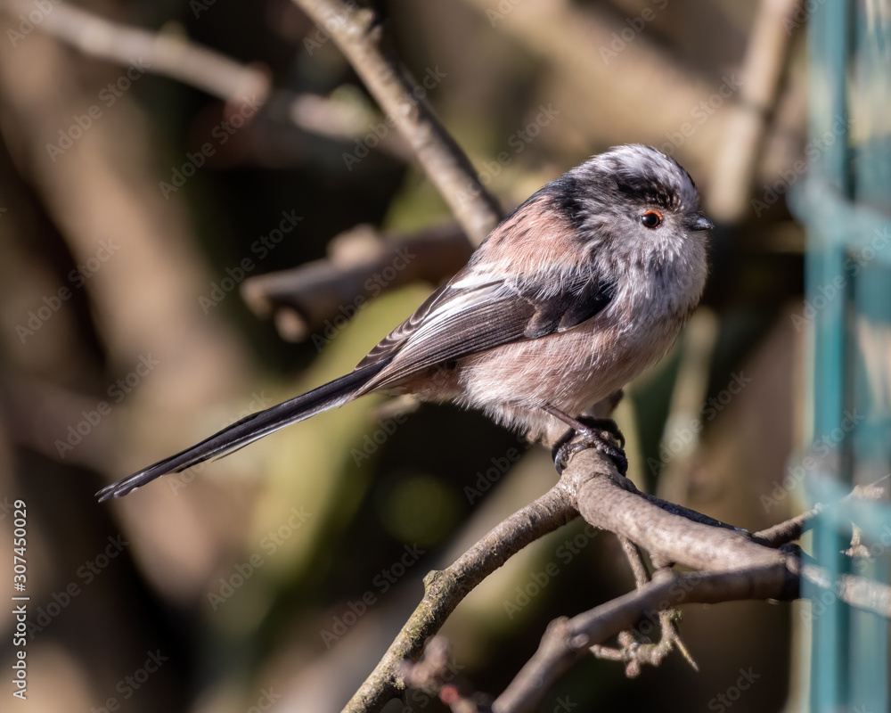 Obraz premium Long-tailed tit Perched in a Tree