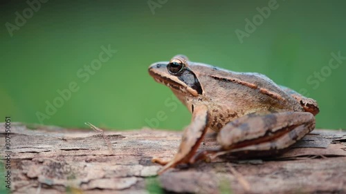 Side macro shot of European agile frog (Rana dalmatina) sitting on a tree log. Isolated on a blurred green background.