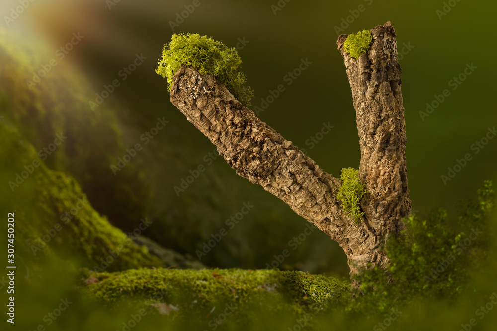 Mossy cork tree background