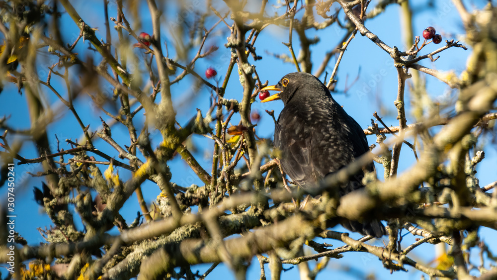 Fototapeta premium Blackbird Perced in a Tree Feeding on Wild Berries