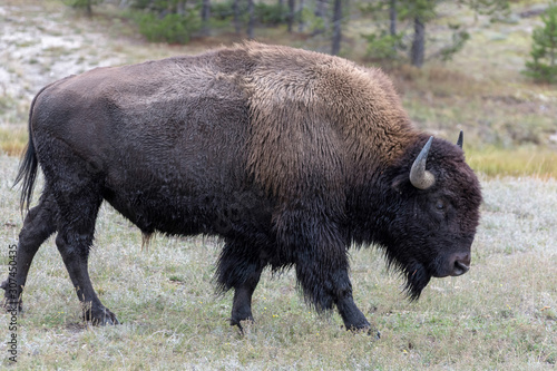 American bison (Bison bison) © philipbird123