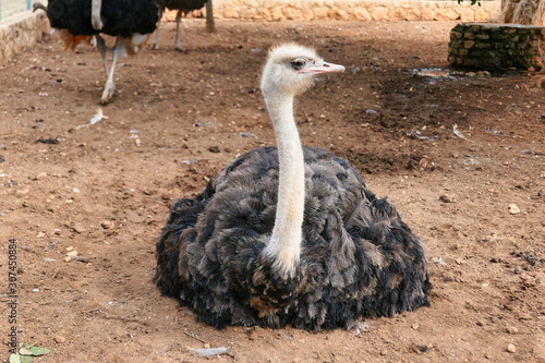 An ostrich in zoo.  Nature background.