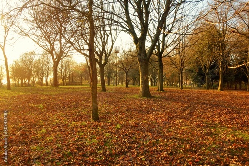 Late Autumn in the park.