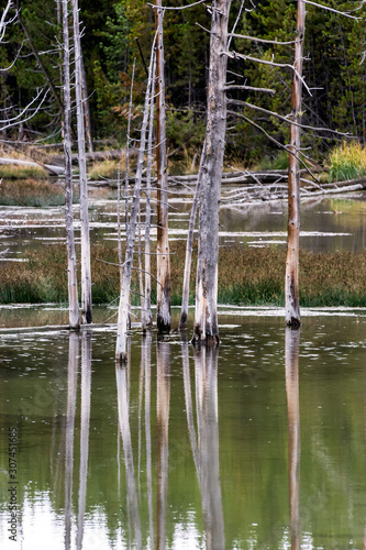 Dead Trees in a Yellowstone Lake