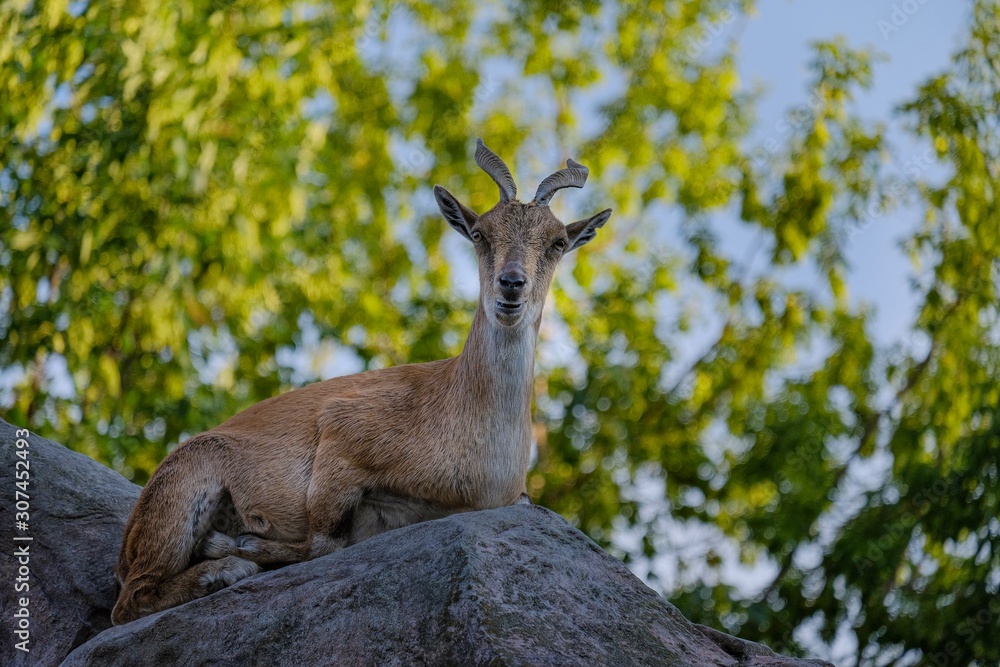 fallow deer