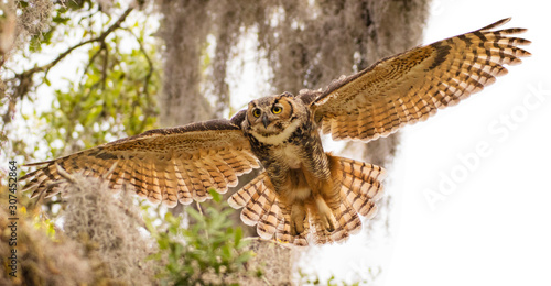 Adult great horned flies down from high branch