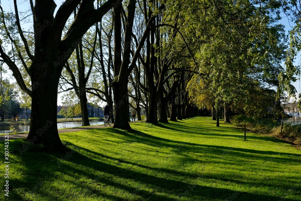 trees in the park trees in the park