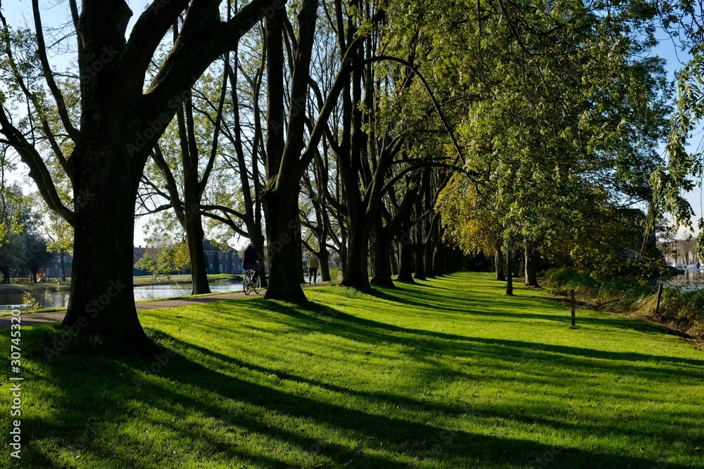 trees in the park