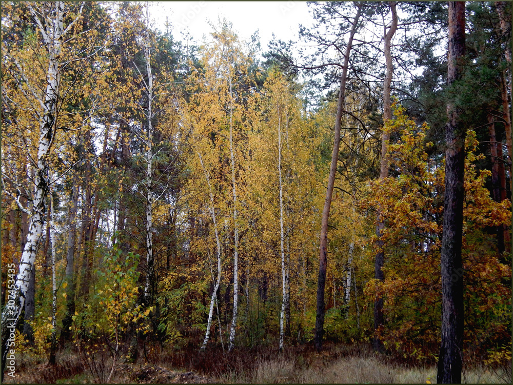 Golden leaves on a birch.