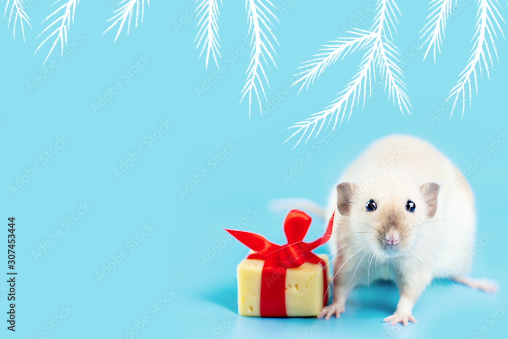 Obraz cute decorative rat with cheese gift and red bow on a blue background